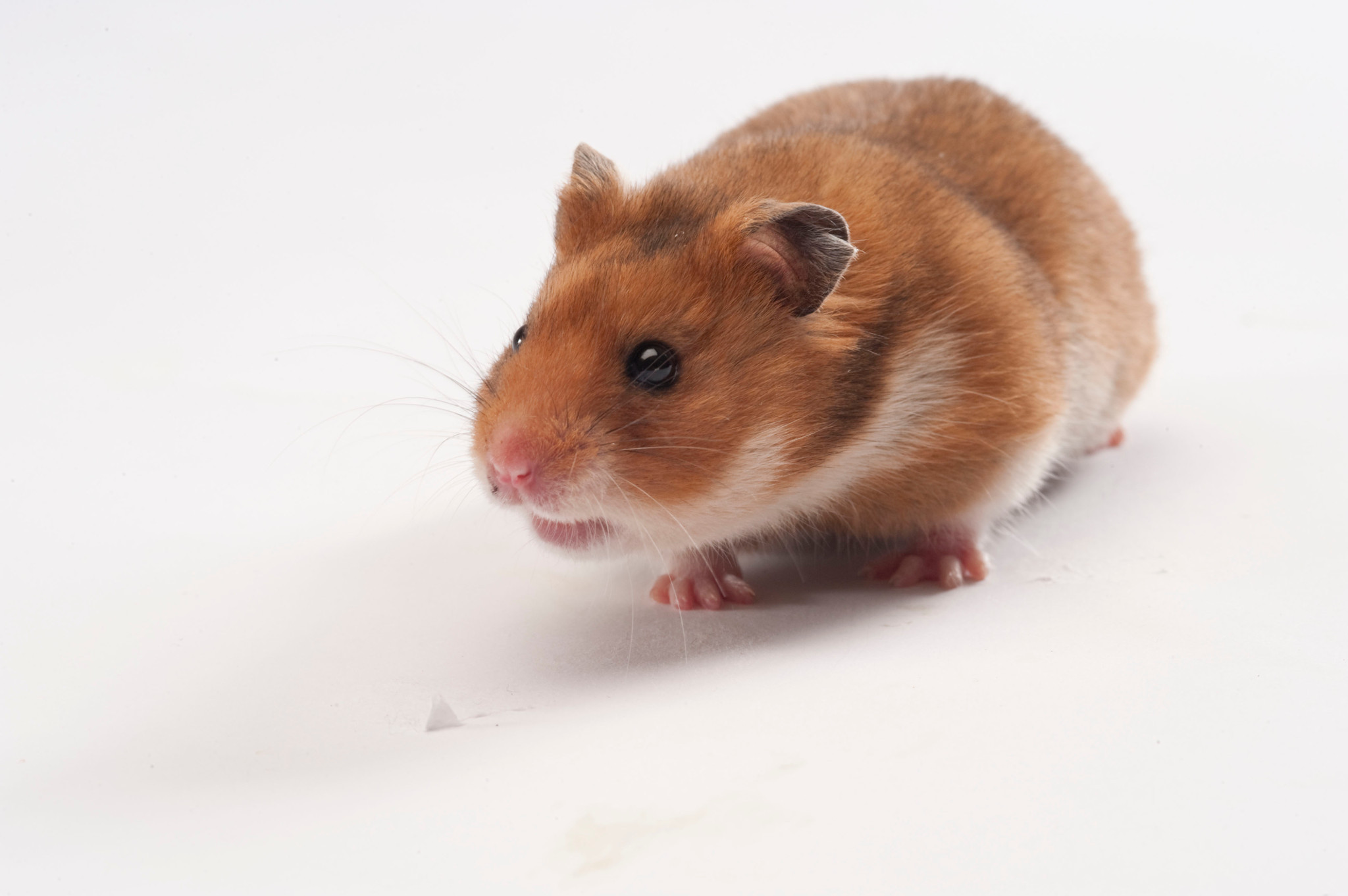 SARSCoV2 Mutations Complicate COVID19 Pandemic Response Charles