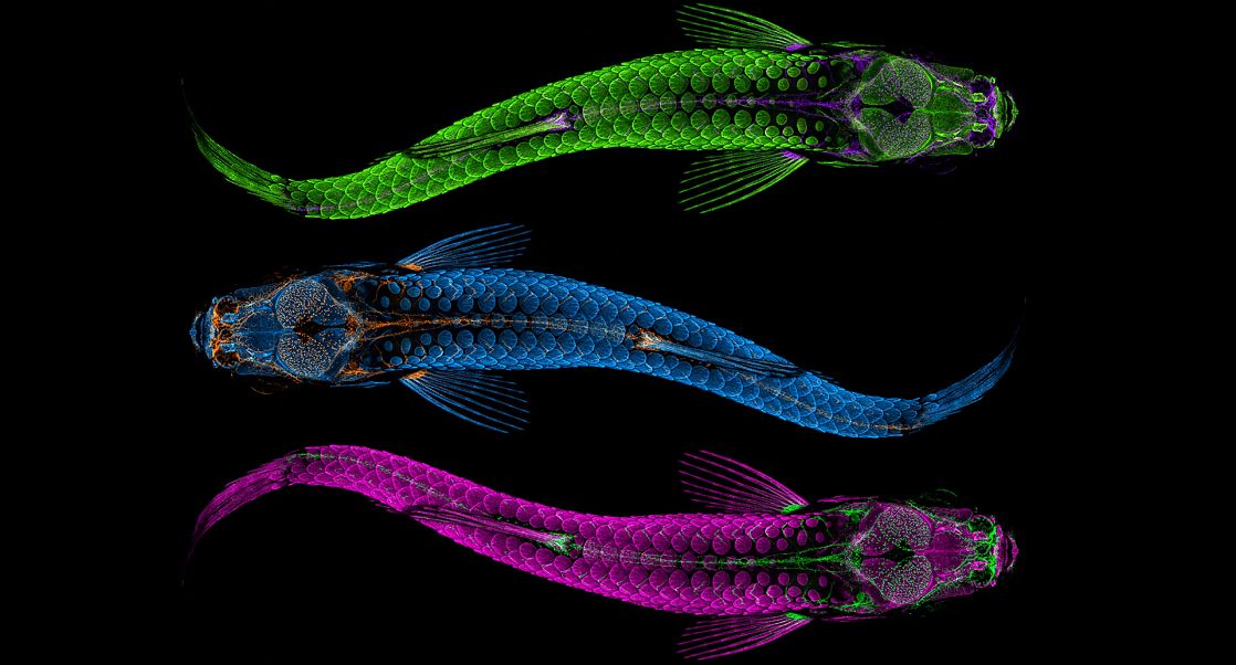 CR-Zebrafish Image from NIH Lab