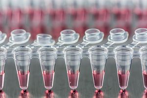 PCR samples ready for testing.