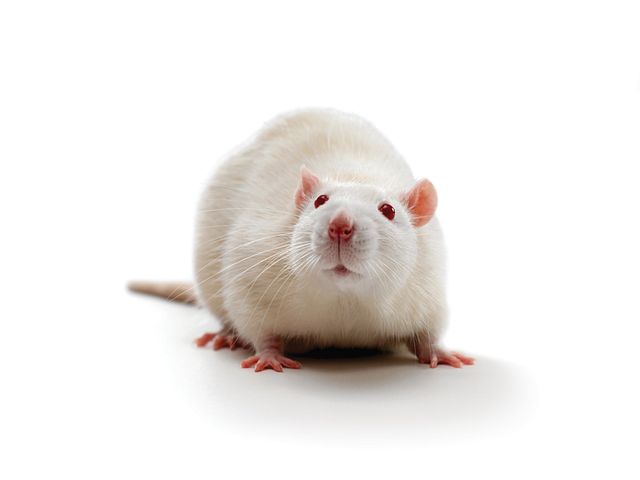 Charles River Lab Rats