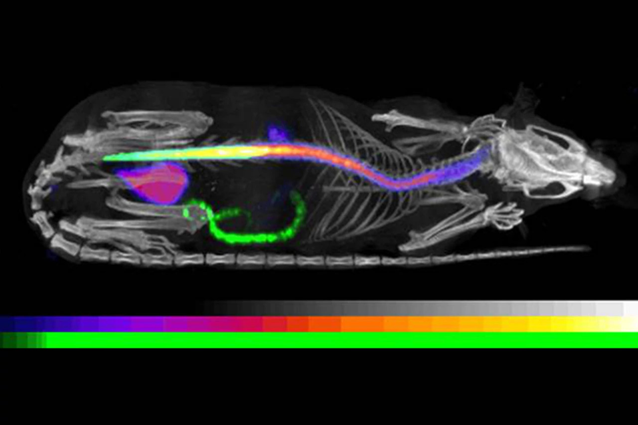 In Vitro vs In Vivo Preclinical Studies