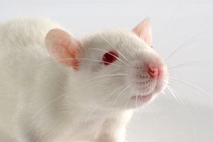 White mouse