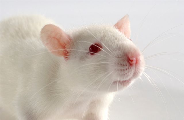 White Sprague-Dawley rat.