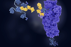 Stock image showing how p53 (blue) tagged with ubiquitin (yellow) is degraded into small peptides by a proteasome (violet).