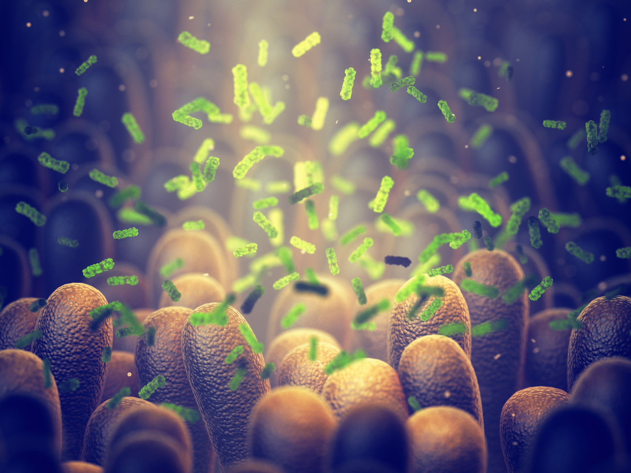 Intestinal bacteria
