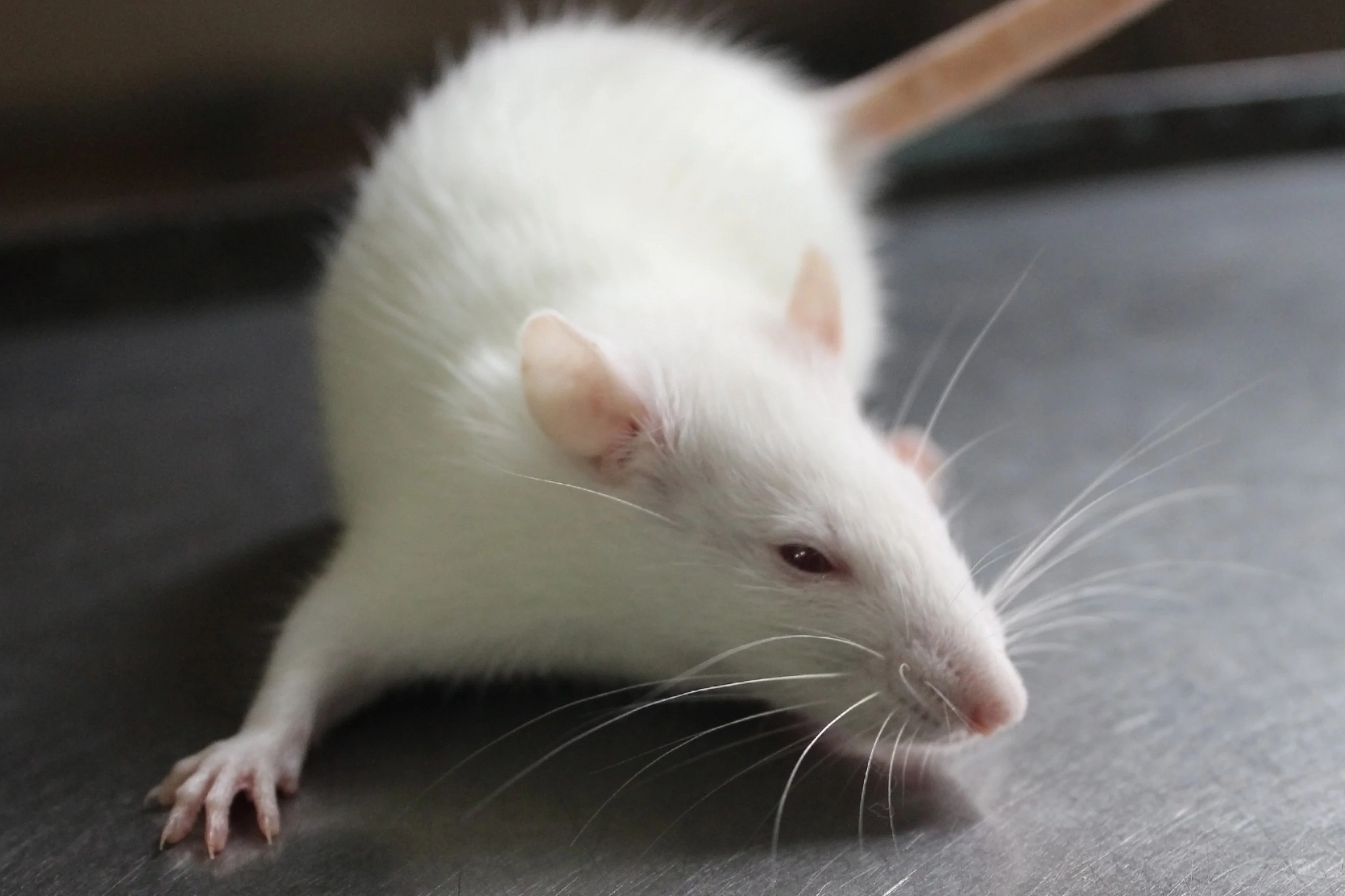 Laboratory Rats Gaining In Biomedical Research | Eureka Blog