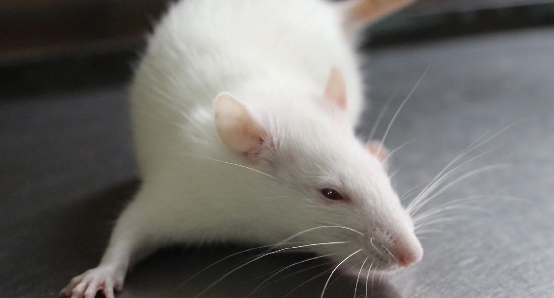 Laboratory Rats Gaining in Biomedical Research