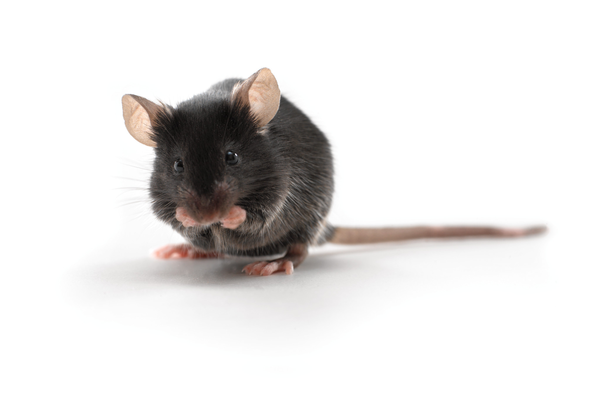 souris noire