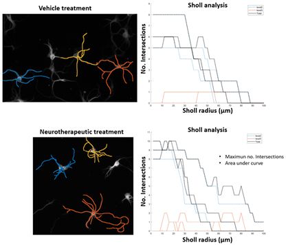 Sholl Analysis measures the dendritic arborization of MAP2 stained rat cortical neurons. The maximum number of intersections and Area under curve (AUC) 