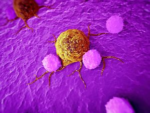 The immune system fighting cancer cells- Charles River has a range of immune-oncology models and assays.