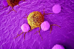 The immune system fighting cancer cells- Charles River has a range of immune-oncology models and assays.