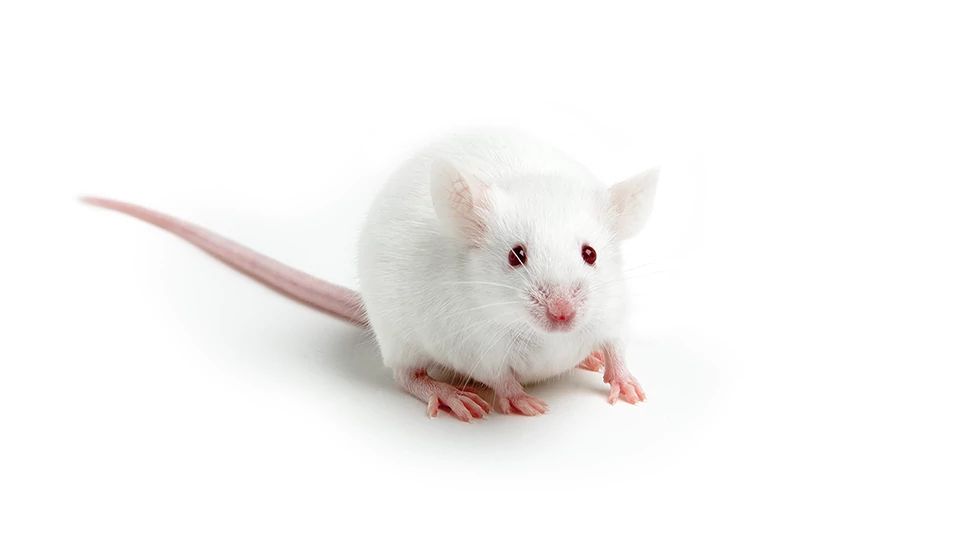 Photo of a white BALB/c Mouse on a white background