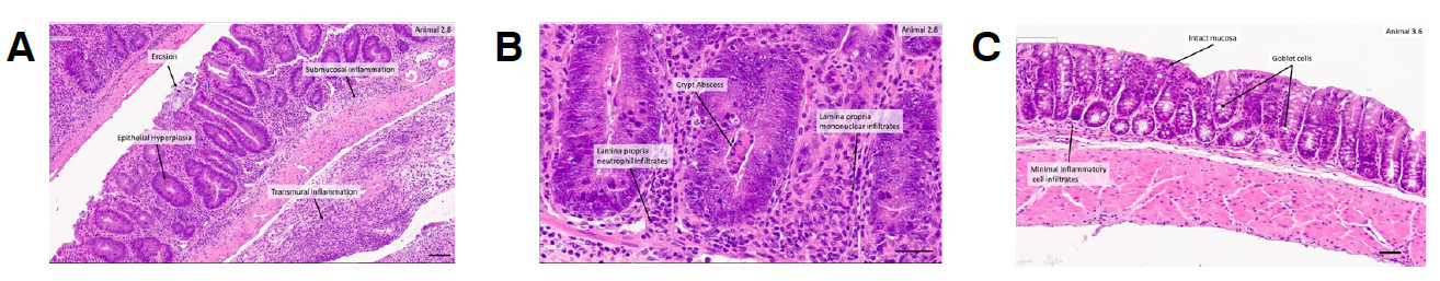 T Cell Transfer Model Of Inflammatory Bowel Disease Ibd Charles River