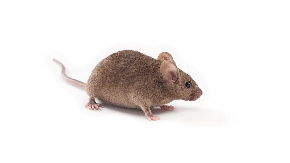 Side profile of a brown NIH-III Heterozygous Mouse on a white background