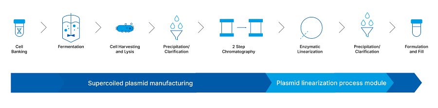 Infographic showing the plasmid linearization process from concept to cure: Cell Banking > Fermentation > Cell Harvesting & Lysis > Precipitation/Clarification > 2 Step Chromatography > Enzymatic Linearization > Precipitation/Clarification > Formulation and Fill