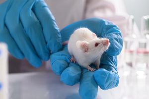 white mouse being held in hands of technician with blue gloves on