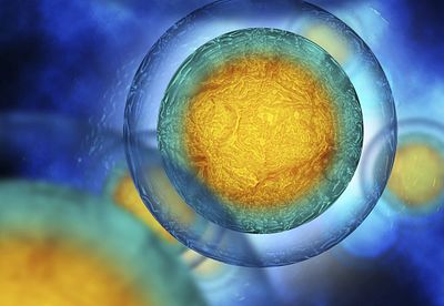 Thumbnail of Preclinical Toxicology Considerations for Cell and Gene Therapy Brochure.