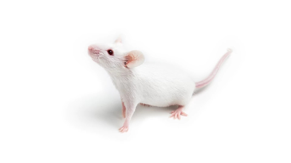 Implantable Sensors For Real-Time In Vivo Research | Charles River