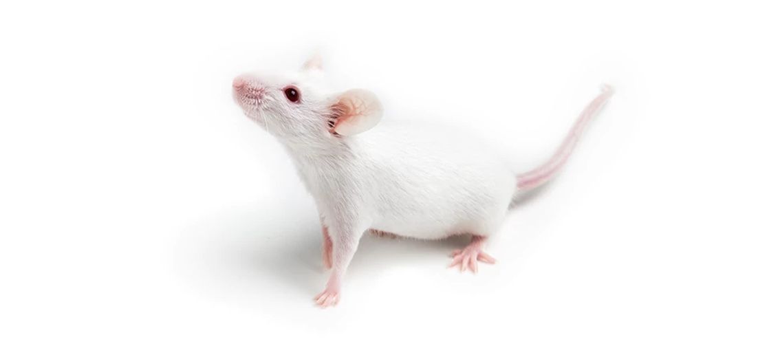 Sentic Mouse Implantable Sensors For Real-Time In Vivo Research | Charles River