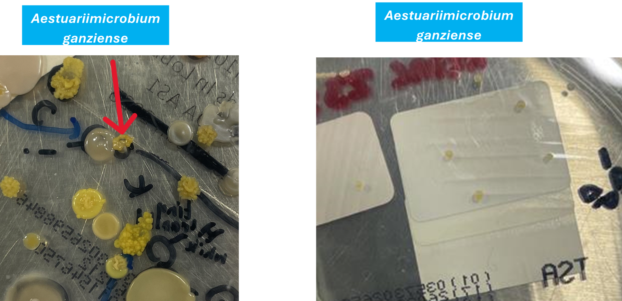 Aestuariimicrobium ganziense.png
