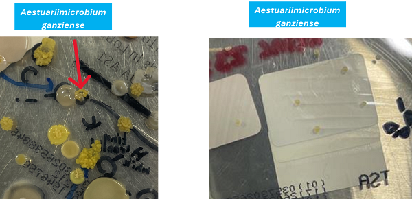 Aestuariimicrobium ganziense.png