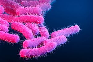 An image of the shigella bacteria.