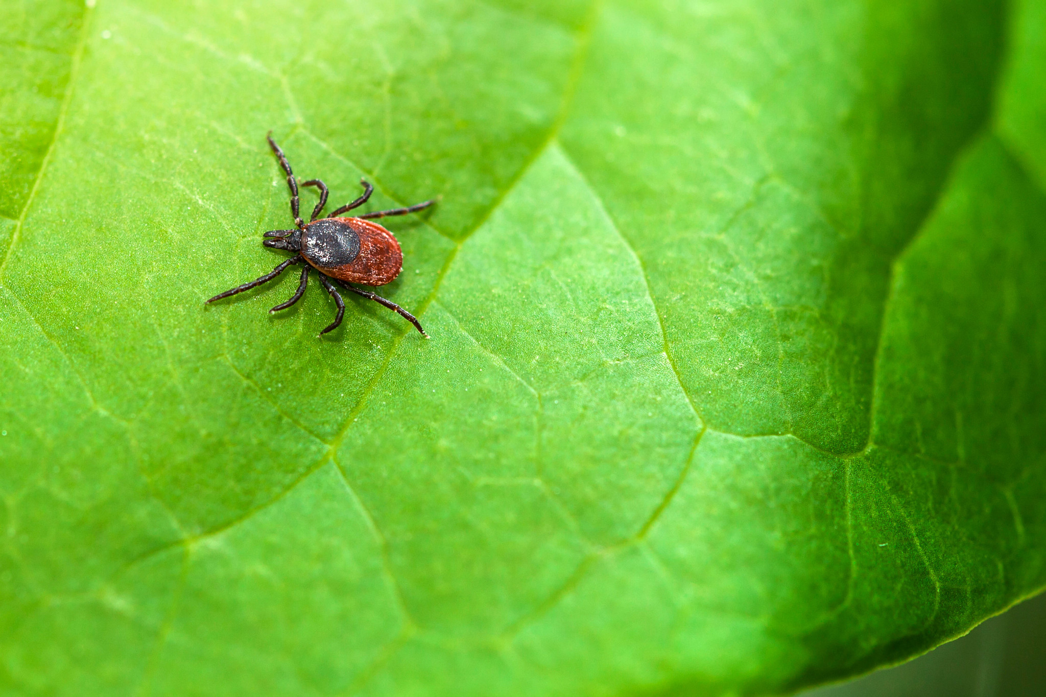 Human Lyme Disease Vaccine Enters Clinical Trials (blog) Eureka blog