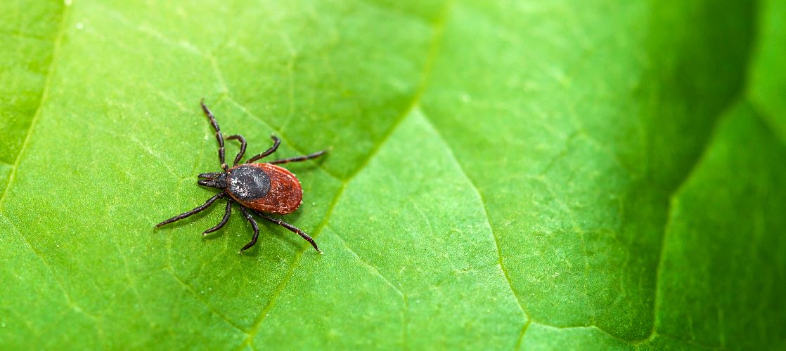 blacklegged tick infected with Lyme disease caused by Borrelia burgdorferi