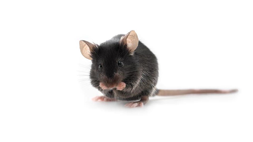 ApoE Knockout black laboratory mouse on a white background