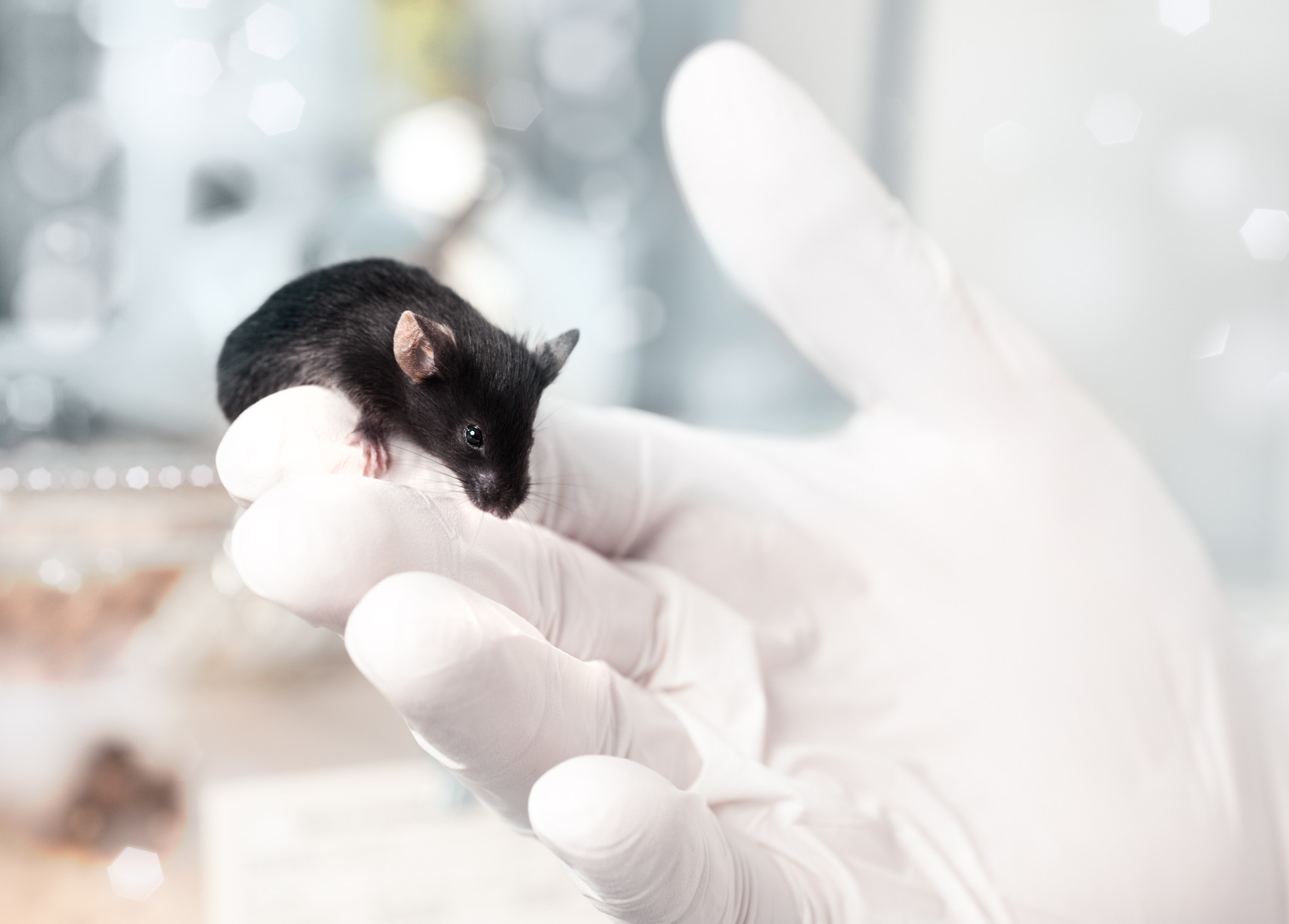In Vivo Mouse Micronucleus Test - STEMart