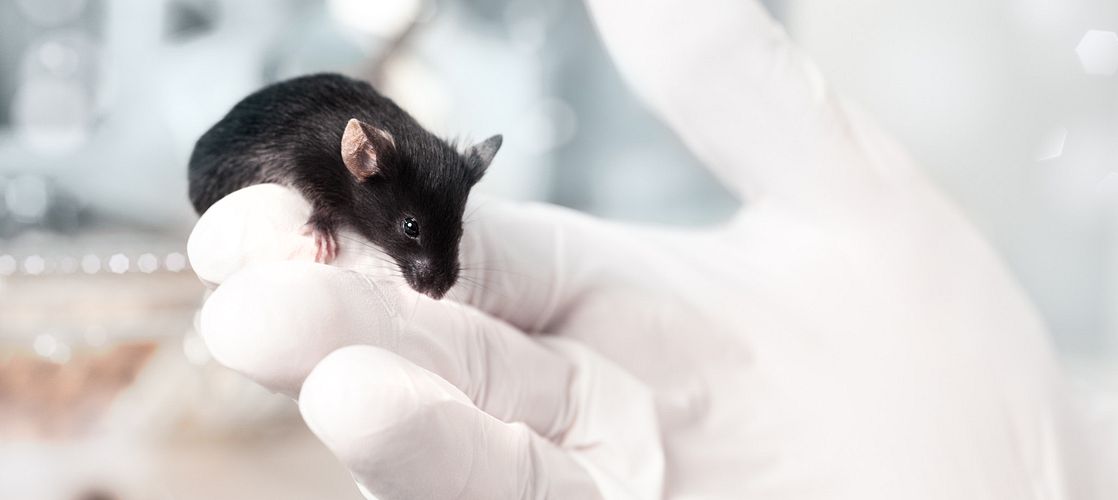 gloved hand holding black mouse in a lab