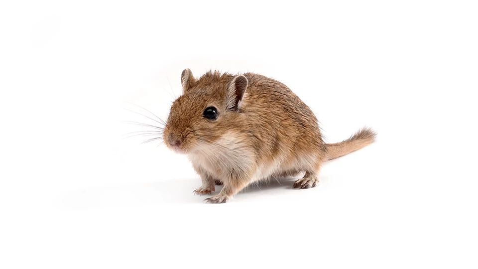 Mongolian Gerbil | Charles River Mongolian Gerbil | Charles River