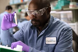 Research lab assistant wearing Charles River shirt working with samples in a laboratory