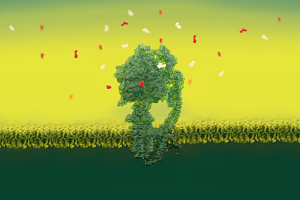 Graphic rendering of a protein structure in-situ.