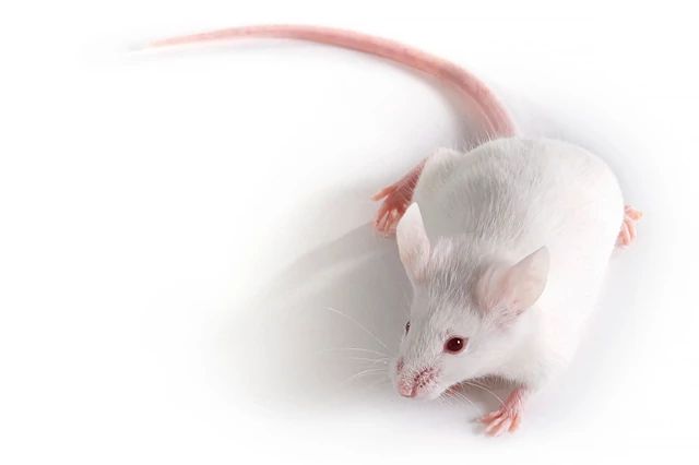 The Mice with the Human Tumors, a Look At PDX Models
