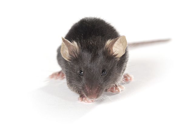 c57bl6 aged mouse
