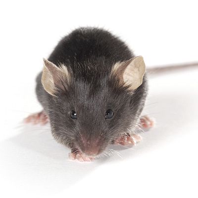 C57BL/6-Aged Mouse