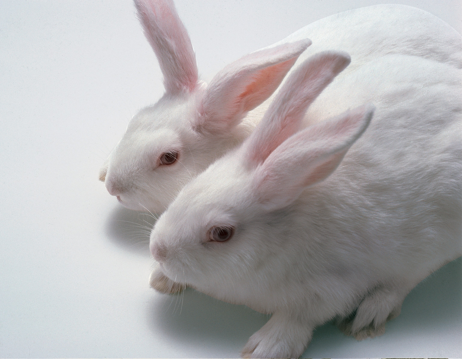 two white rabbits next to one another