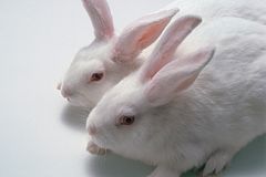 two white rabbits next to one another