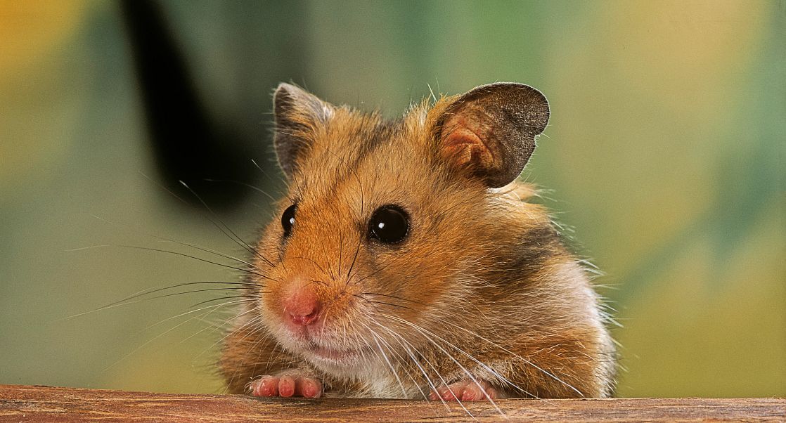 Syrian Hamster’s Starring Role in COVID-19 Research | Charles River