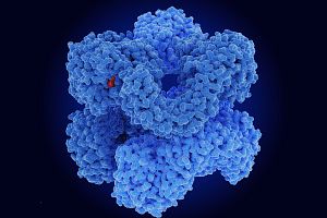 3D molecular model of a blue protein complex with a small red ligand bound