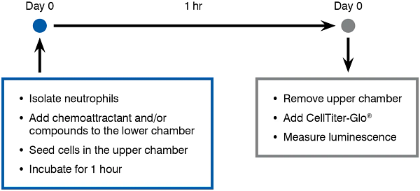 chart that demonstrates the neutrophil assay workflow