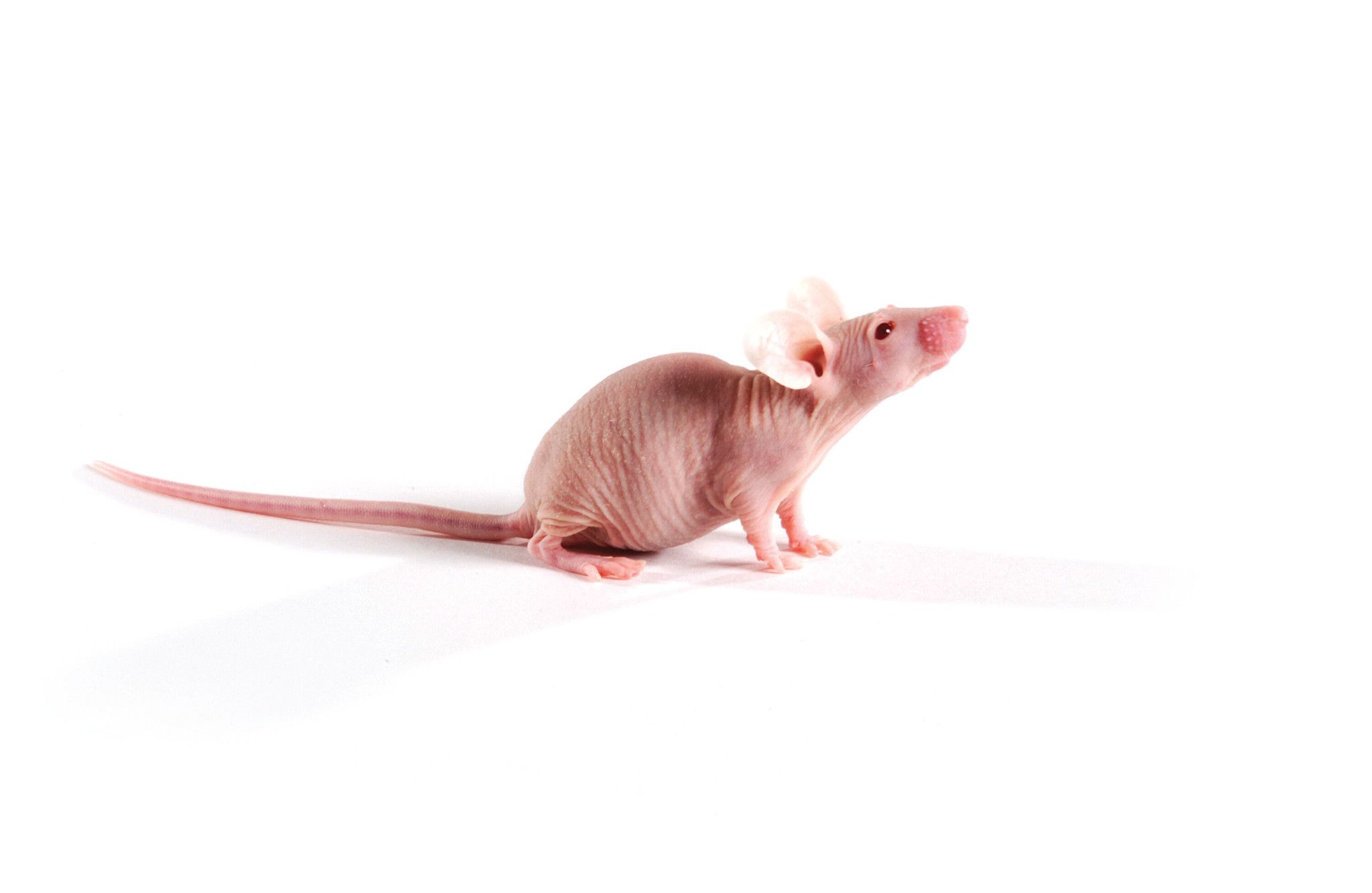 image of nude mouse