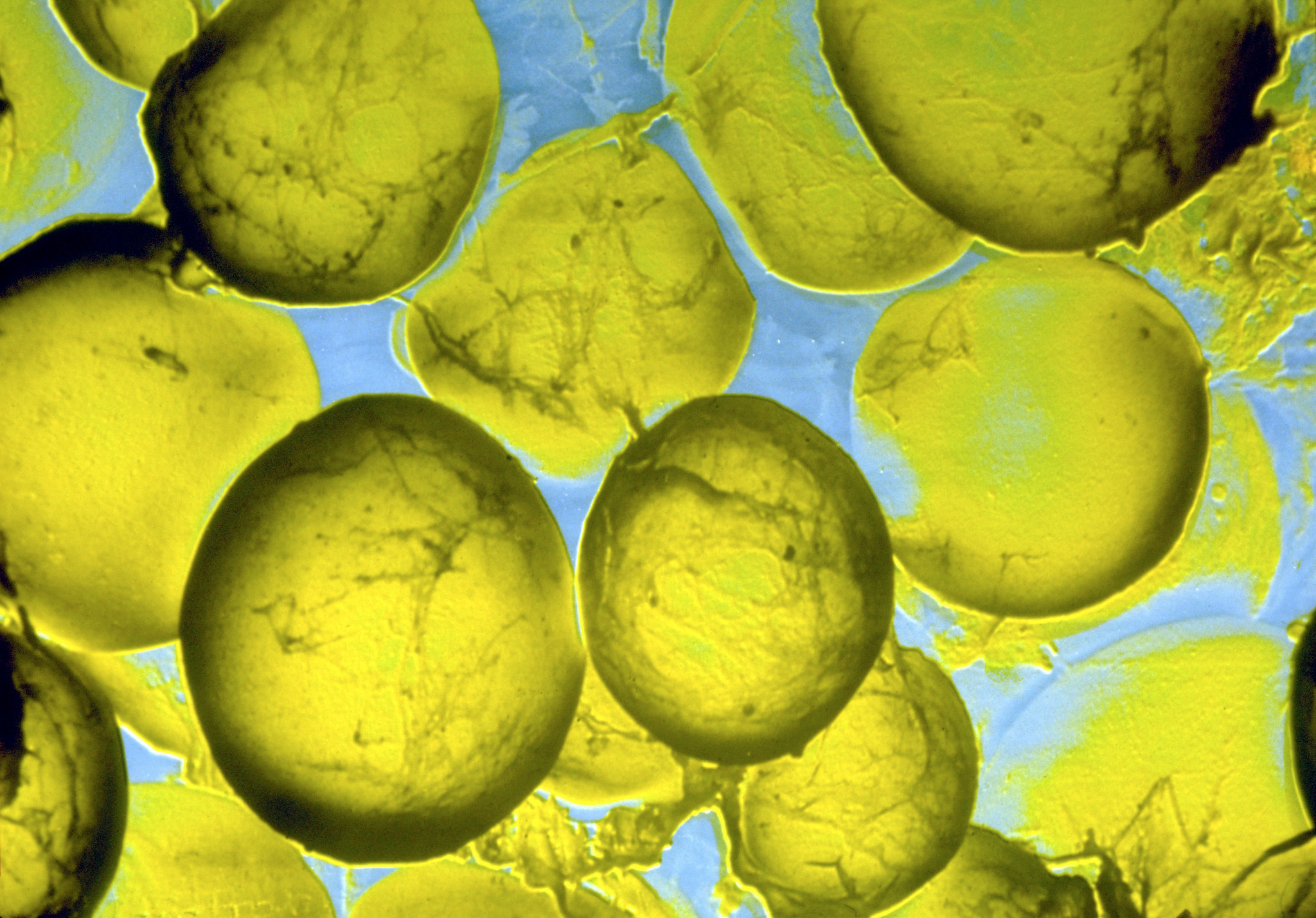 Microscopic image of micro electron fatcells used in in vitro ADME assays and services
