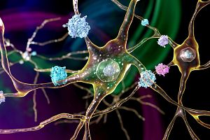 Colorful image of inclusion bodies, or protein aggregates, among the brain’s striatal neurons in Huntington’s disease