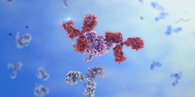 Image of IG-g like Antibodies binding to a foreign protein