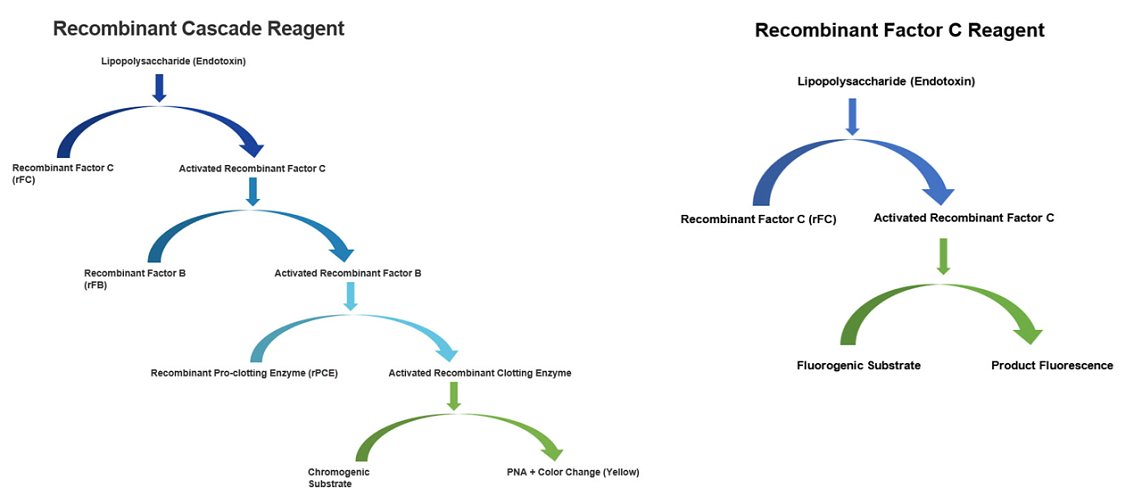 Diagram comparing the process flow of Recombinant Cascade Reagent and Recombinant Factor C Reagent, showing different pathways and outcomes for detecting endotoxin.