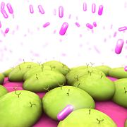 Graphic image showing the binding of a test article to an overexpressed human protein in HEK293 cells using the Retrogenix Cell Microarray.
