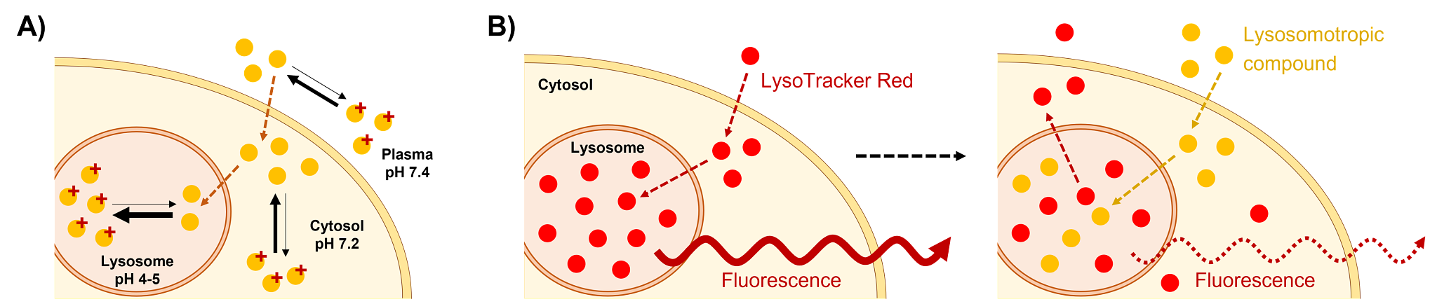 Figure 1. A) Overview of the mechanism of lysosomal trapping. The basic compound (yellow circles) can diffuse from the plasma or medium to the cytosol and then passively enter the lysosome. In this more acidic environment, the equilibrium shifts towards the protonated form of the compound (marked with red +) that has much lower passive permeability and therefore gets trapped in the lysosome. B) Mechanism for detecting lysosomal trapping indirectly based on the extrusion of a fluorescent dye (red circles) from the lysosomal space, leading to a decrease in lysosomal fluorescent signal upon administration of a lysosomotropic compound (yellow circles).