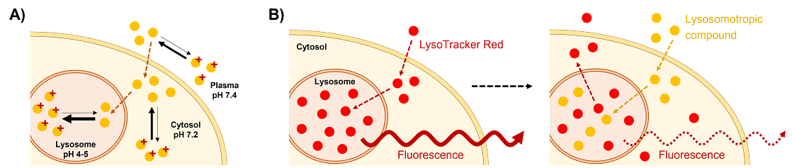 Figure 1. A) Overview of the mechanism of lysosomal trapping. The basic compound (yellow circles) can diffuse from the plasma or medium to the cytosol and then passively enter the lysosome. In this more acidic environment, the equilibrium shifts towards the protonated form of the compound (marked with red +) that has much lower passive permeability and therefore gets trapped in the lysosome. B) Mechanism for detecting lysosomal trapping indirectly based on the extrusion of a fluorescent dye (red circles) from the lysosomal space, leading to a decrease in lysosomal fluorescent signal upon administration of a lysosomotropic compound (yellow circles).